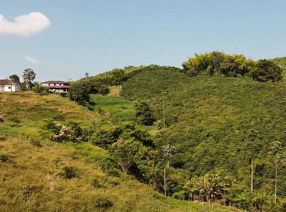 ¿Cuáles son las ventajas de vivir en el Eje Cafetero de Colombia?