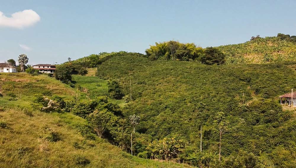 ¿Cuáles son las ventajas de vivir en el Eje Cafetero de Colombia?